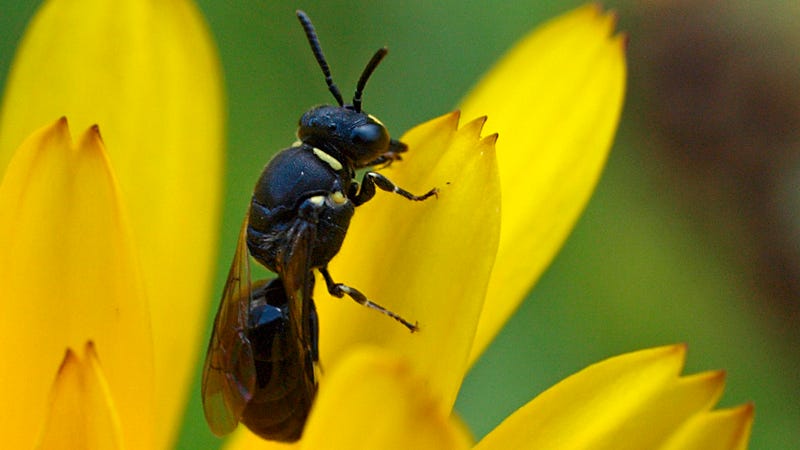 Una abeja del género Hylaeus, ahora protegida. Imagen: Line Sabroe / Flickr