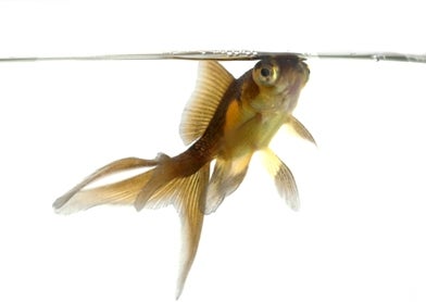 Illustration for article titled How do fish hide in clear waters?