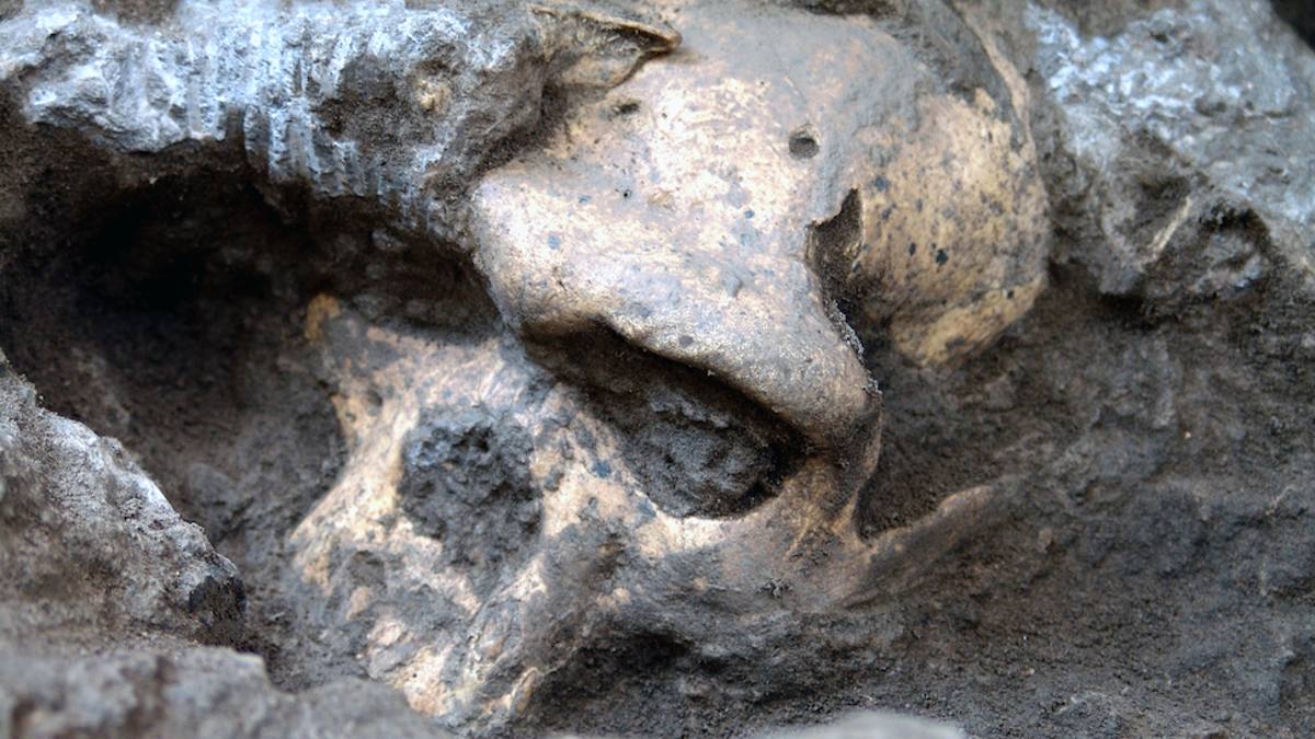 This Skull May Have Just Rewritten The Book On Human Evolution