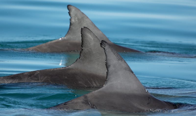 Allied male bottlenose dolphins swimming together.