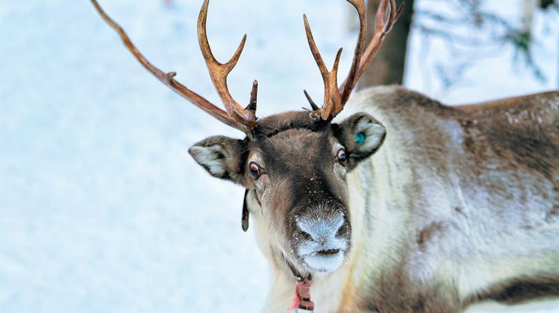 Illustration for article titled Brewery asked to remove cans displaying NSFW reindeer games