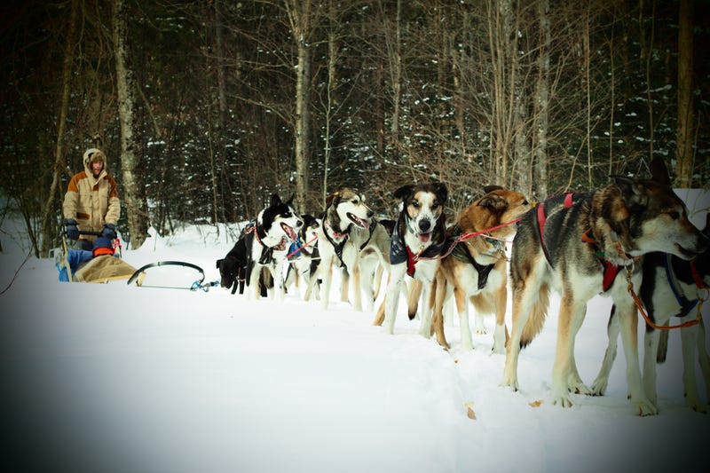 Illustration for article titled Where the Dogs Are: A Dogsledding Photo Diary