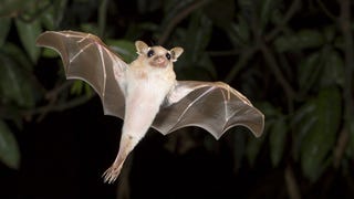 Illustration for article titled Hearing "Ebola" After Eating Bat Meat Can't Be Good