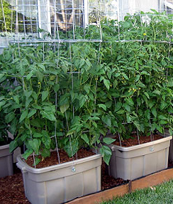 Turn Storage Containers into Self Watering Tomato Planters