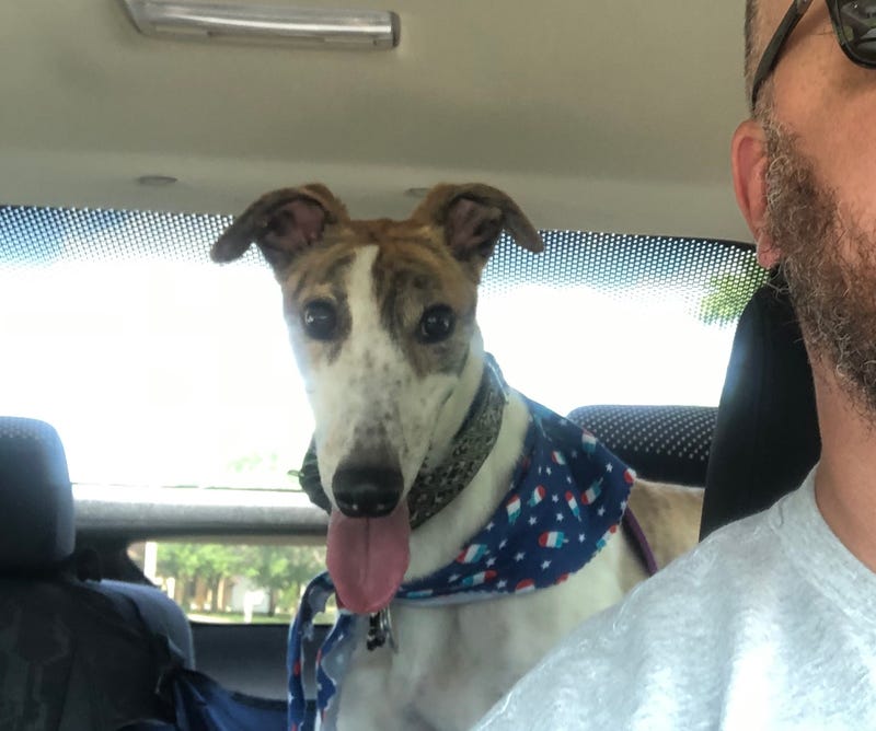 Illustration for article titled Oppopinions sought: dog seat covers