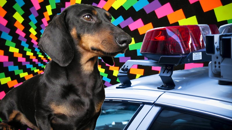 Illustration for article titled Dog fed LSD by nude couple survives car crash