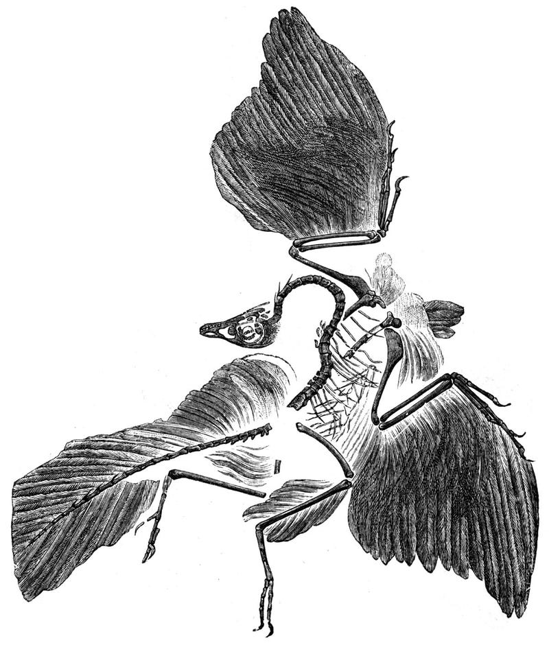 Illustration for article titled 'Oldest Bird' Not Actually Bird