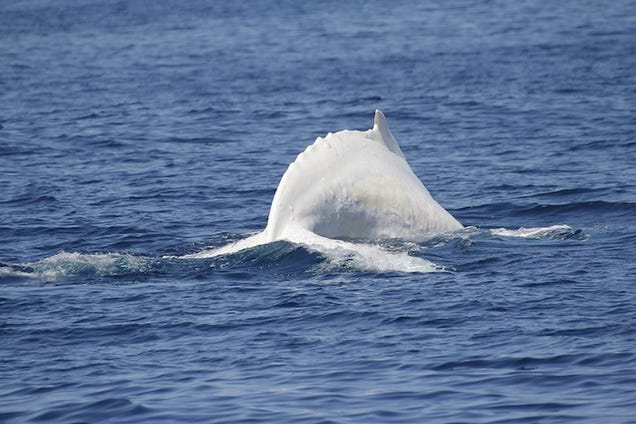 These rare photos of Migaloo the albino humpback whale are astonishing