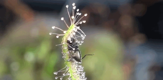 Watch a Carnivorous Plant Wrap Itself Around a Bug and Entomb It