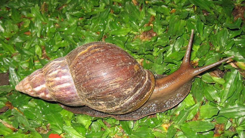 steiff snail