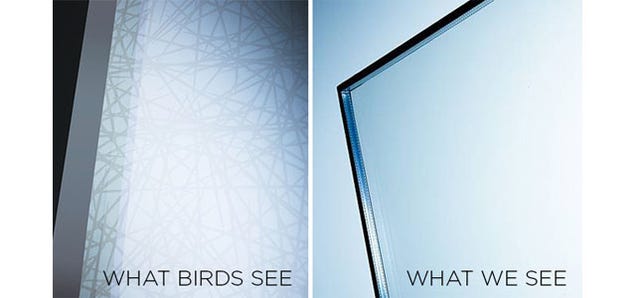 Science Is Finally Making Glass That Birds Won't Fly Into