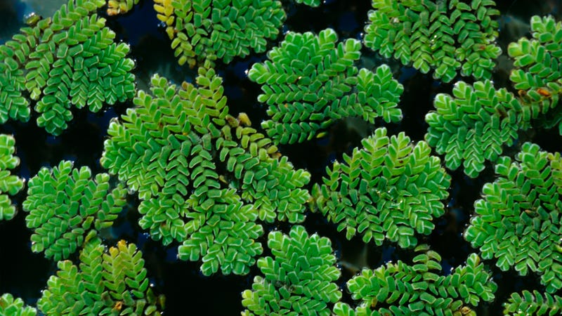 Meet the fern that upended Earth s climate