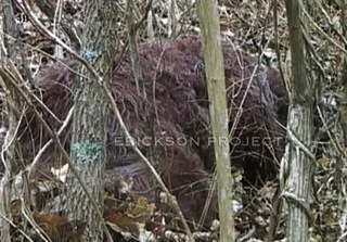 Illustration for article titled New "footage" of Bigfoot emerges