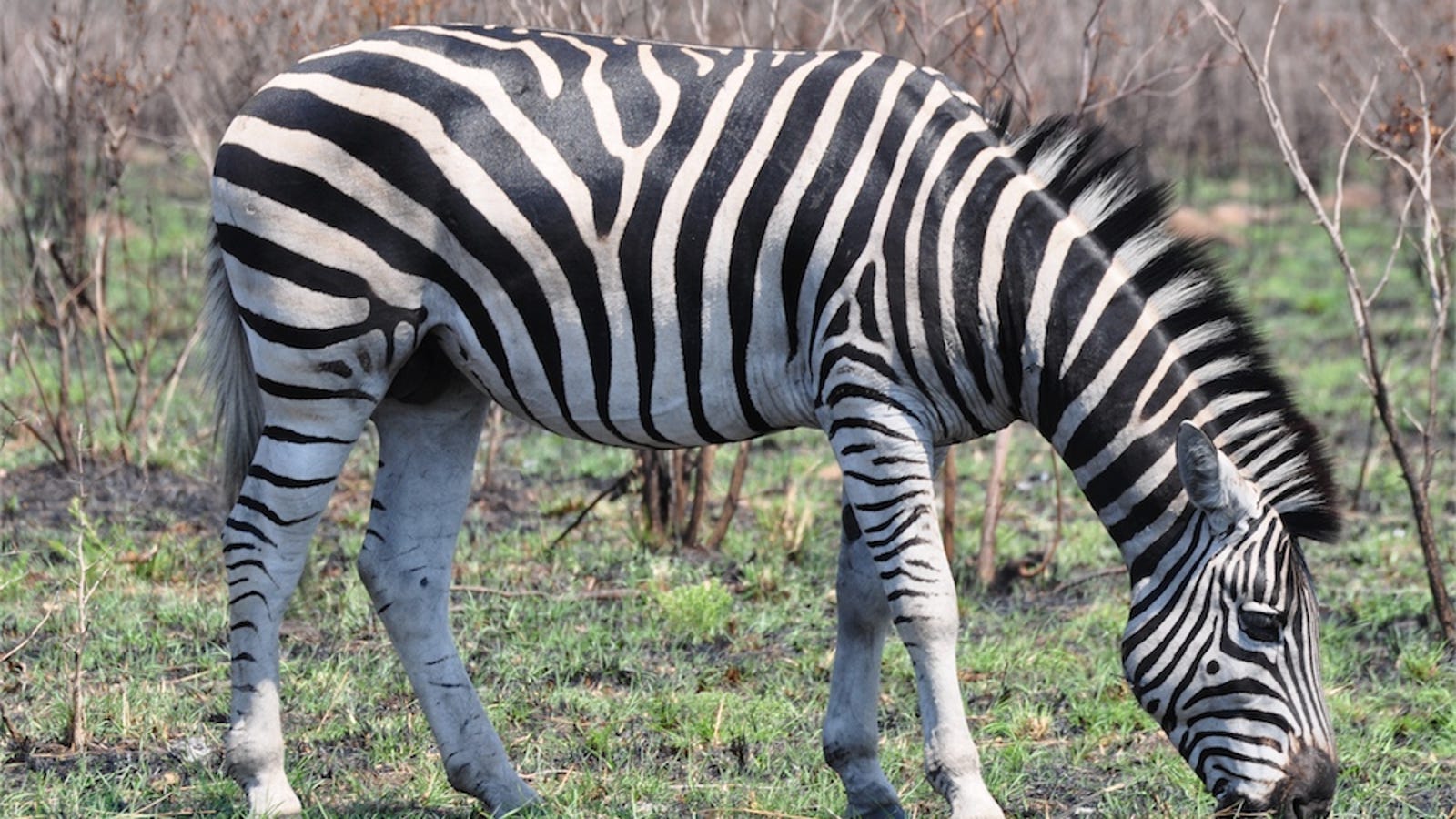 A New Scientific Explanation For How Zebras Evolved Their Stripes 9403