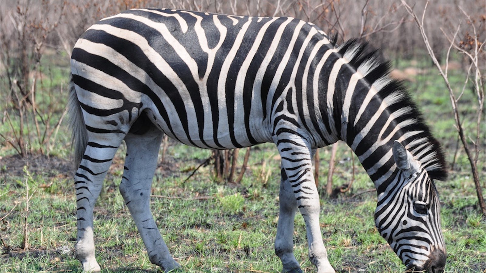 A new scientific explanation for how zebras evolved their stripes