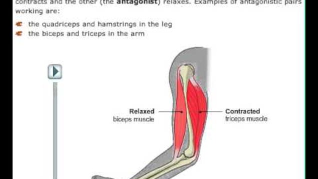 Release a Muscle Cramp Instantly by Contracting the Opposite Muscle Release a Muscle Cramp Instantly by Contracting the Opposite Muscle