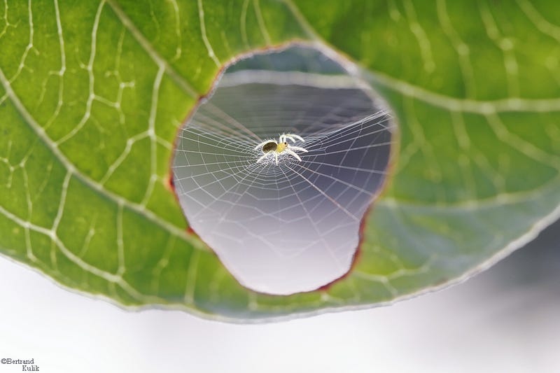 Illustration for article titled This Spider Built Its Web Inside A Leaf