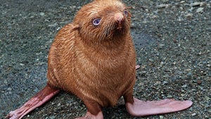 Illustration for article titled Little Red-Haired Seal Pup Abandoned & Shunned By Jerky Family