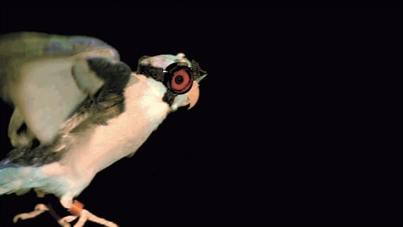photo of Scientists Shoot Lasers at Bird in Goggles to Unravel the Mysteries of Flight image