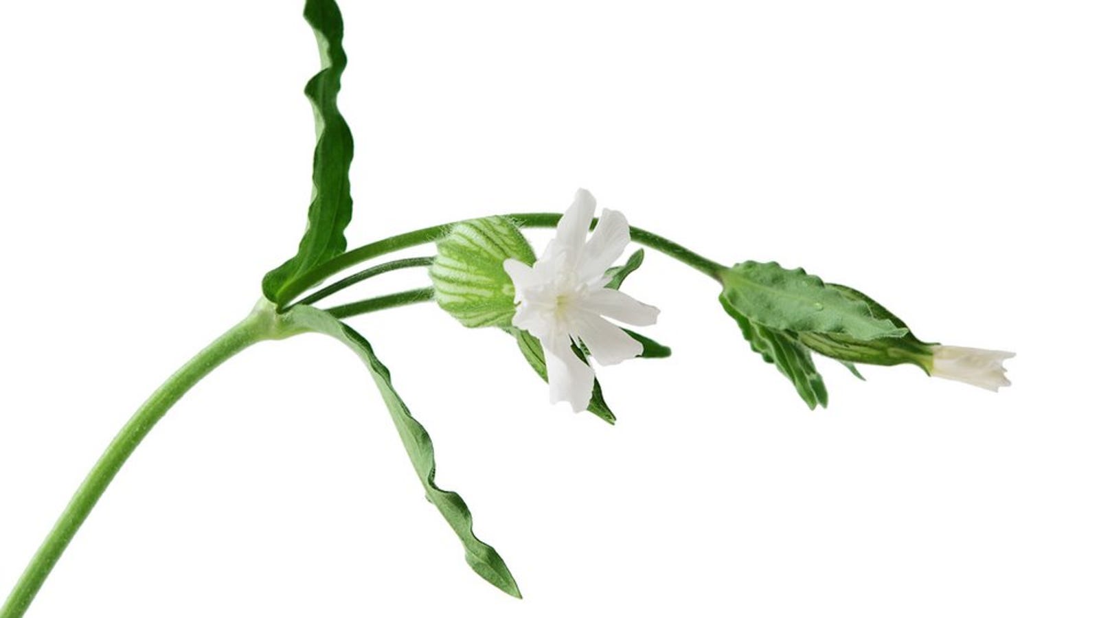 32,000YearOld Siberian Plant Thawed and Grown Again