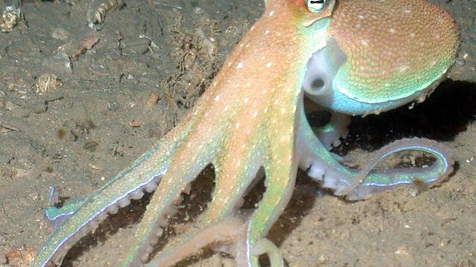 There May Be A Disease That Makes An Octopus Eat Its Own Arms