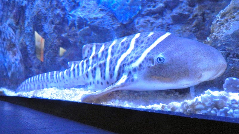 photo of Zebra Shark Has Babies Without a Male After Years of Isolation image