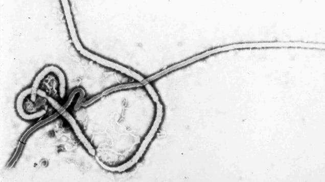 An American Aid Worker Is Being Monitored for Signs of Ebola at a Nebraska Hospital