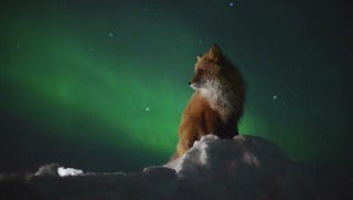 Illustration for article titled Cute arctic fox contemplates a massive solar wind storm hitting Earth