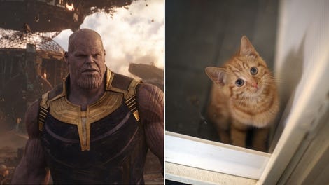 Man 1 Film Captain Marvel Cat Name