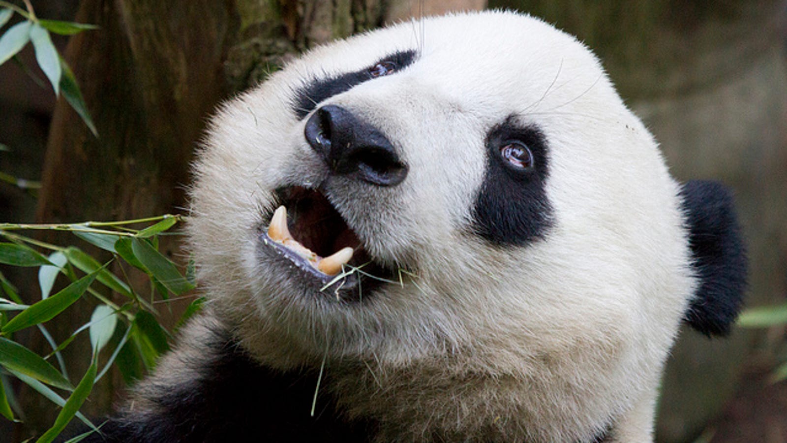 Панда без кругов. Панда фото. Счастливая Панда. 9 Панд. Панда без носа.