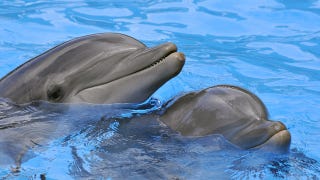 similarities between dolphins and humans