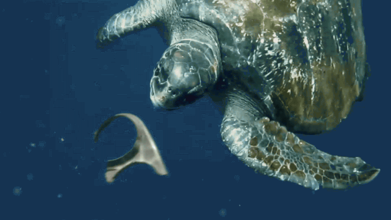 Resultado de imagen para tortuga comiendo plastico gif