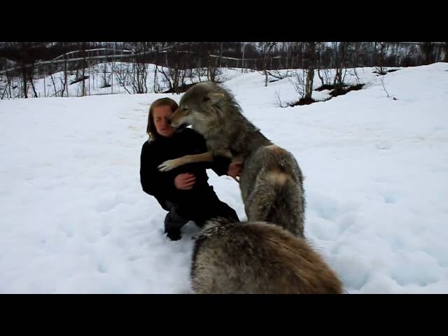 Watch a tail-wagging reunion between a woman and her wolf friends