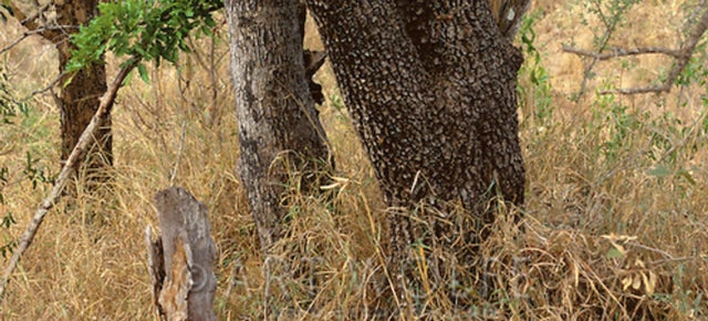 Can you find the leopard hiding in this picture? (You got 10 seconds)