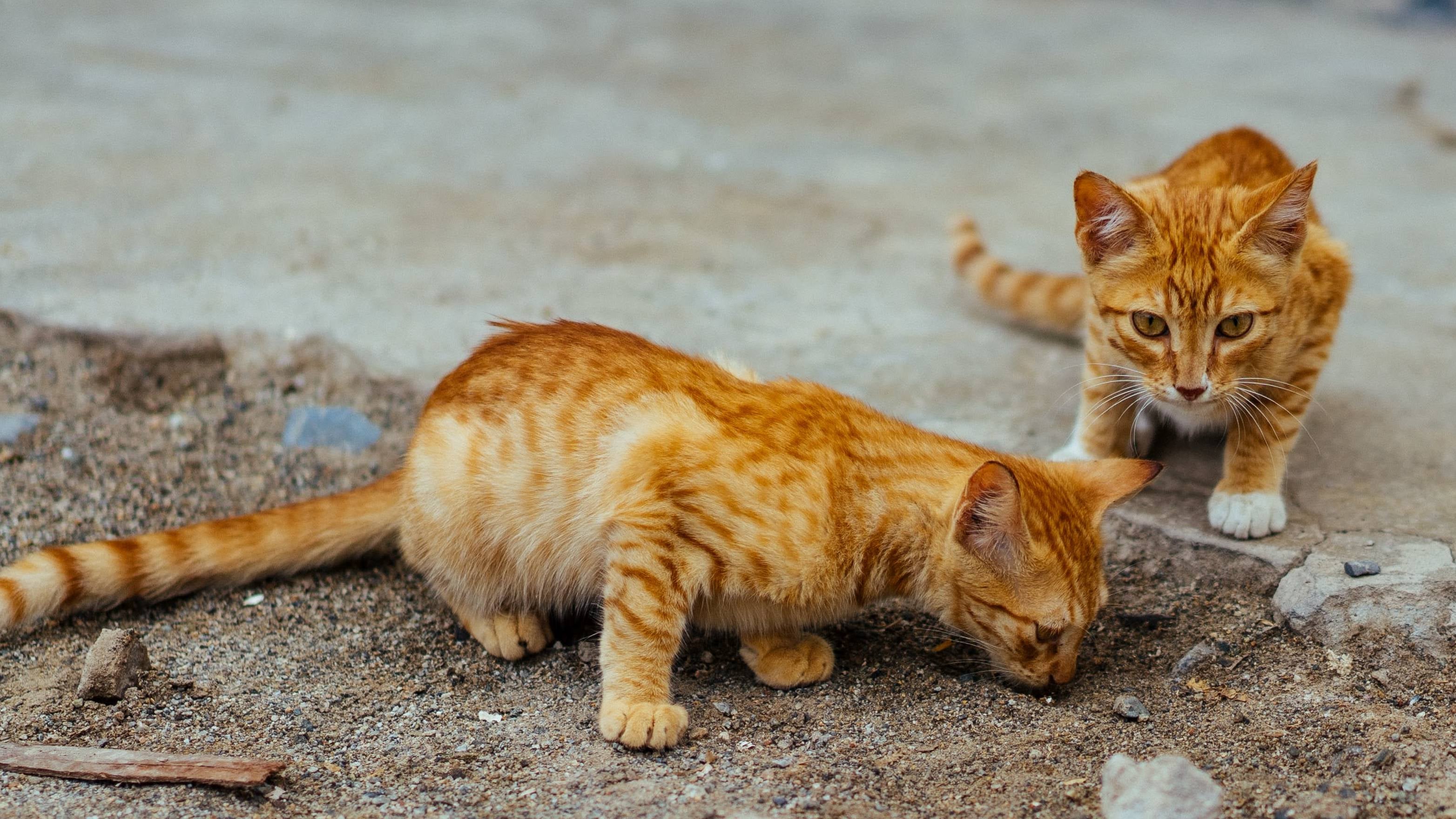 How To Get Two Cats To Like Each Other