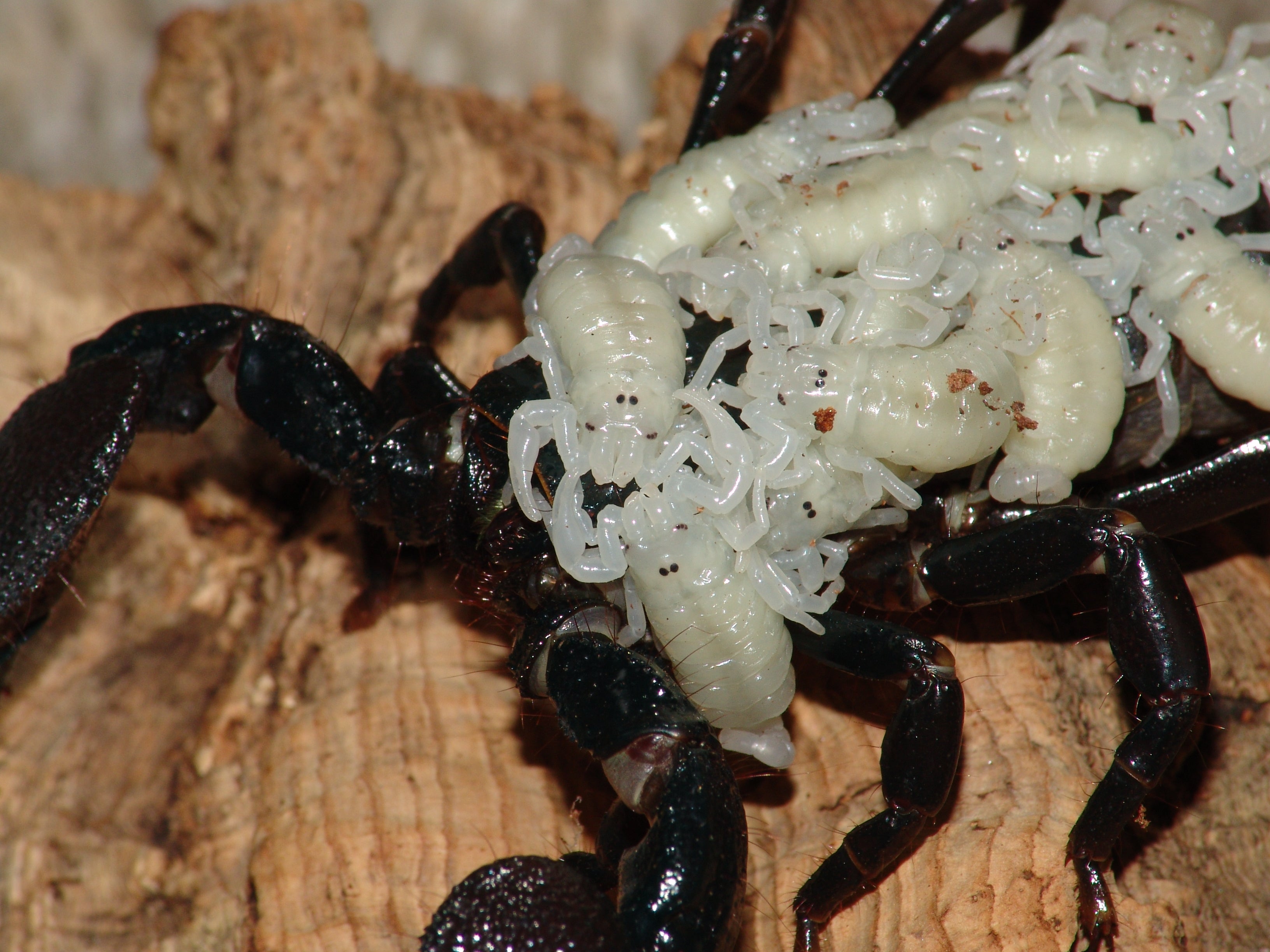 And now, an improbably cute photo of baby scorpions