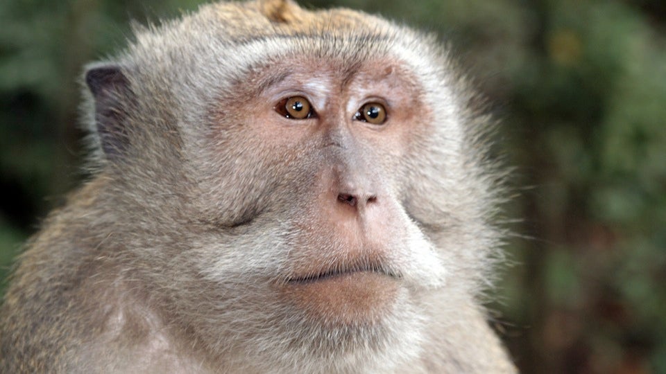 Monkey AIDS Vaccine Holds Promise for Us Humans, Too