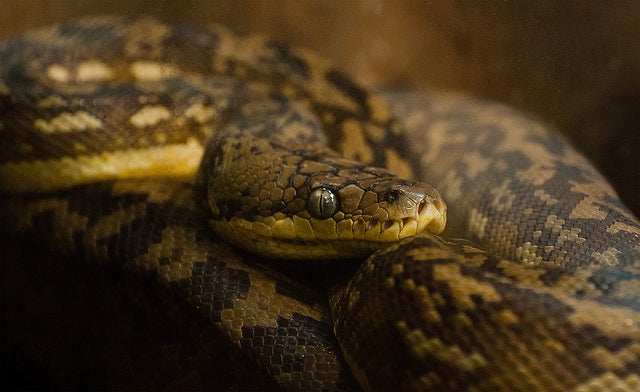 Are Humans Hardwired to Detect Snakes?