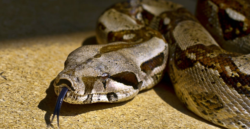 boa constrictor snakes boa constrictor snakes
