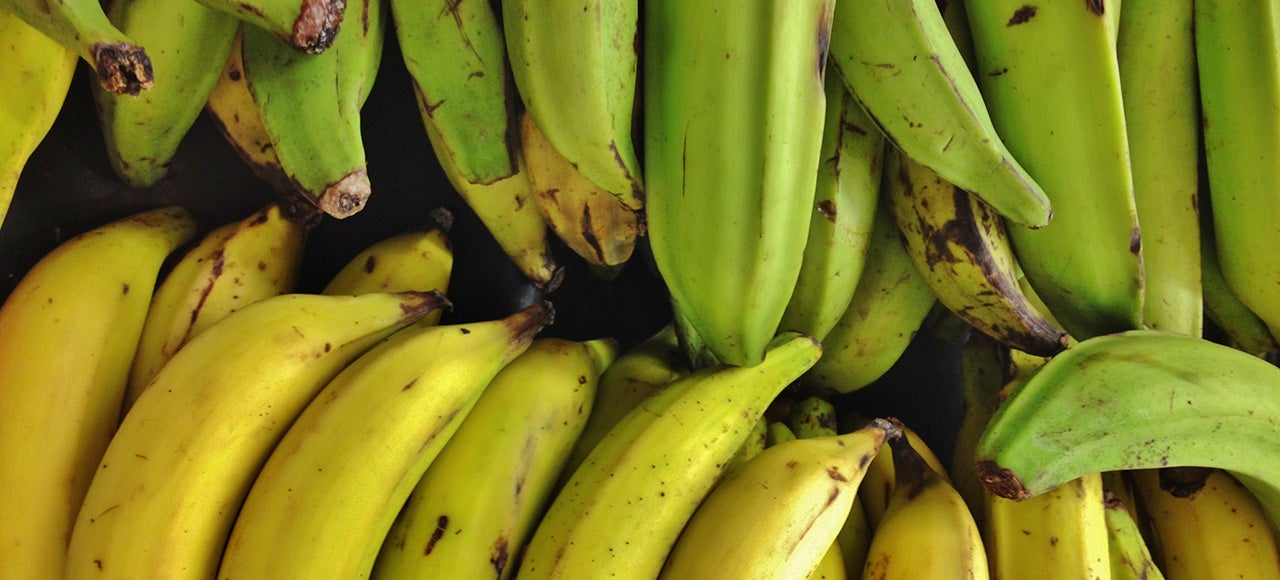 bananas before gmo
