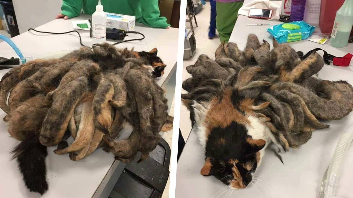 neglected-cat-freed-from-pounds-of-matted-fur-after-rescue-gizmodo