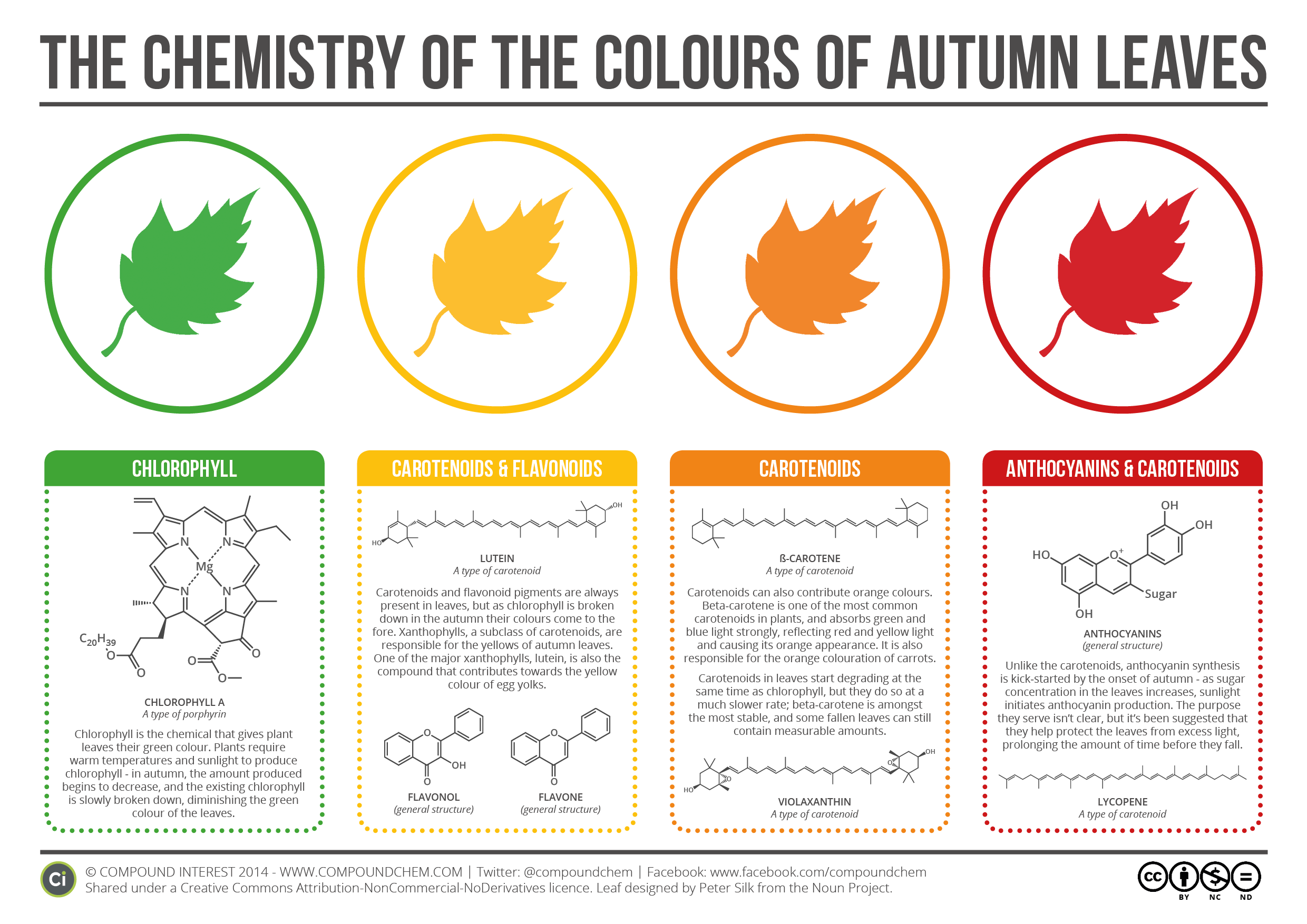 the-chemistry-behind-the-different-colours-of-autumn-leaves-gizmodo
