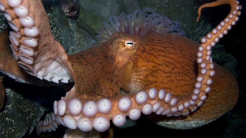 Aquarium Cancels Valentine S Day Octopus Sex Show Due To