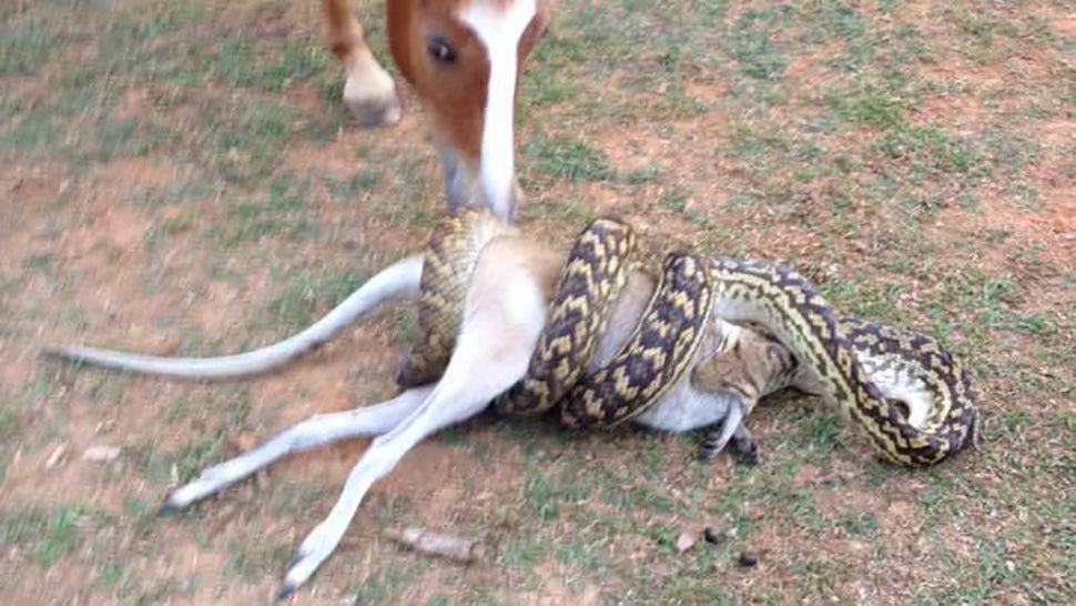 Oh Crap, Look At This Snake Eating A Wallaby | Gizmodo Australia