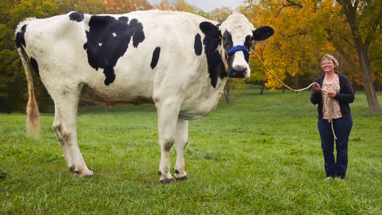 the-world-s-tallest-cow-is-so-comically-ginormous-that-it-s-hilarious