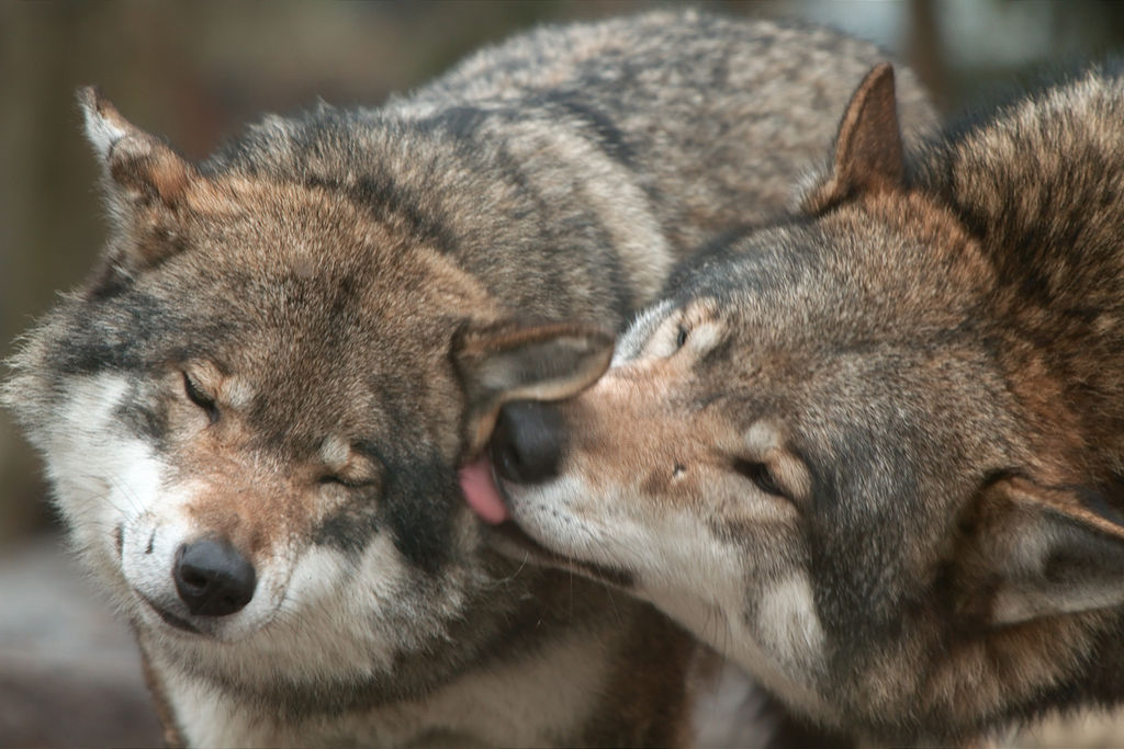 Why Are Dogs So Insanely Happy To See Us When We Get Home Gizmodo 