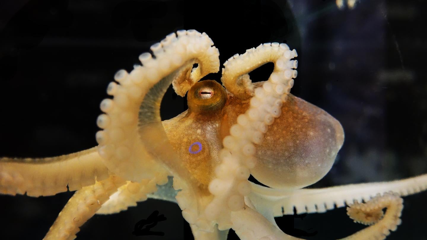 First Complete Octopus Genome Will Unlock Cephalopod Secrets | Gizmodo ...