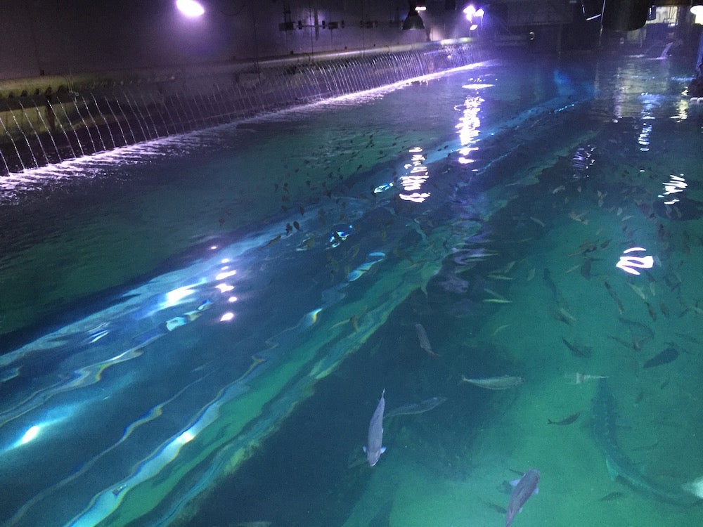 New, Ultrafast Swimming Drones Are Tiny Ocean Explorers