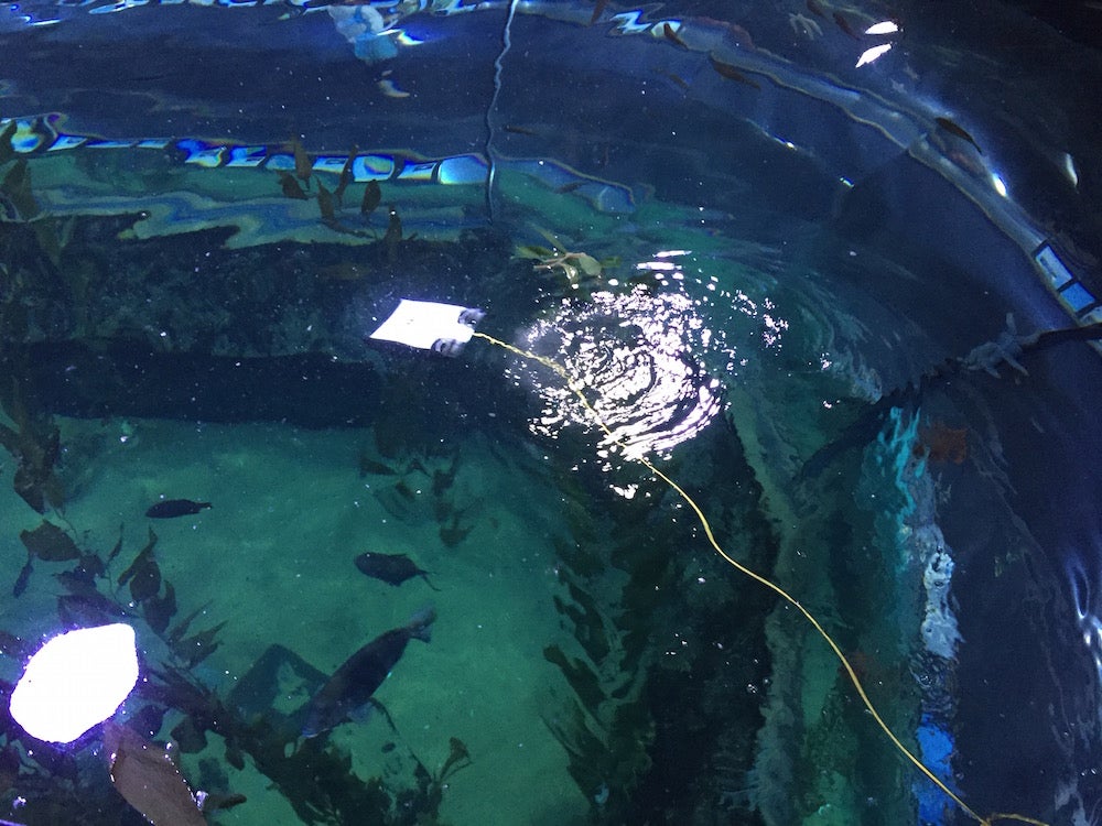 New, Ultrafast Swimming Drones Are Tiny Ocean Explorers