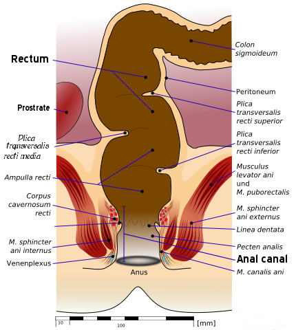 Does anal feel good?